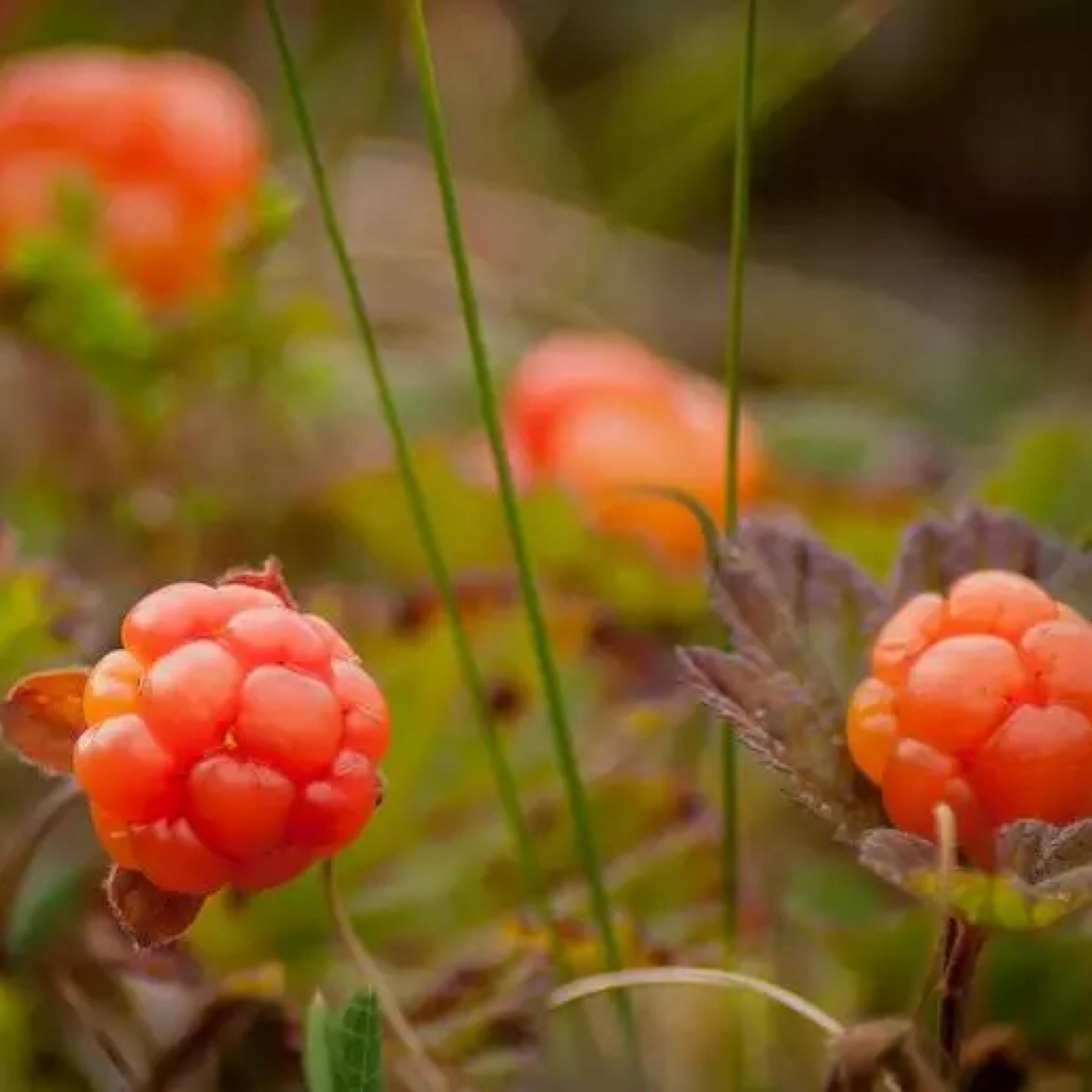 Cloudberry Seed Oil, Nordic Cloudberry, Organic, Cold Pressed, Unrefined, Natural