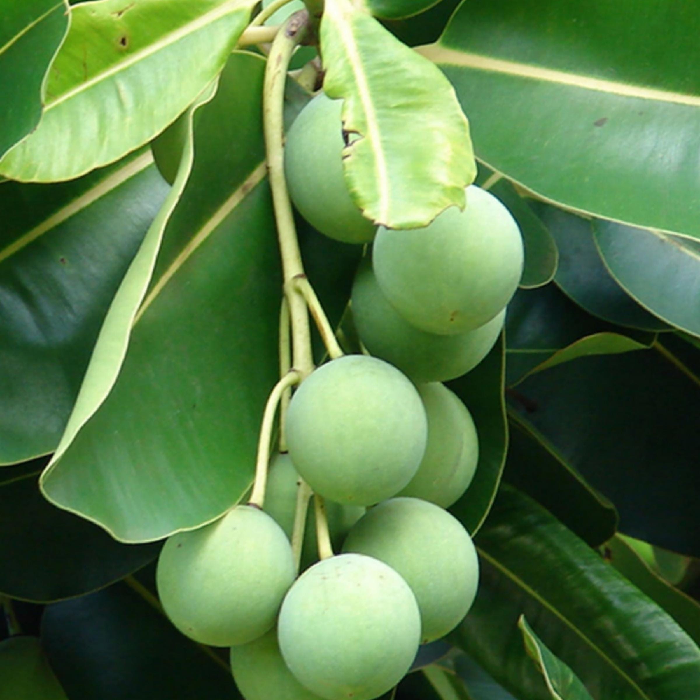 Tamanu Seed Oil, Organic, Cold Pressed, Unrefined, Natural