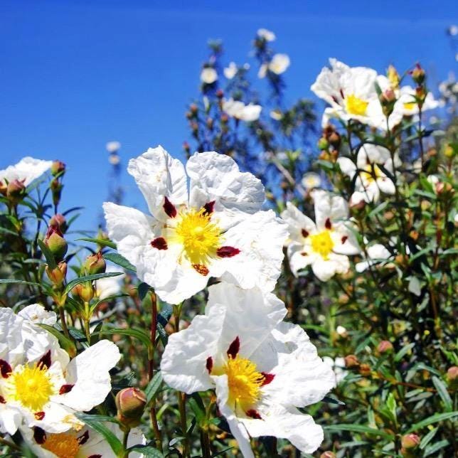 Rockrose Essential Oil, Organic, Pure, Natural
