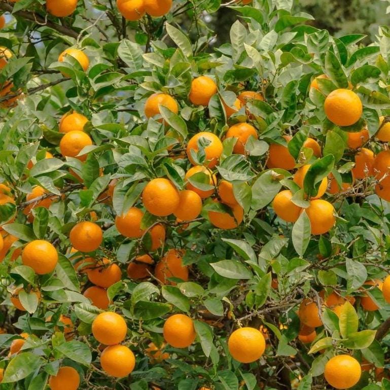 Sweet Orange Essential Oil, Organic, 100% Pure, Natural