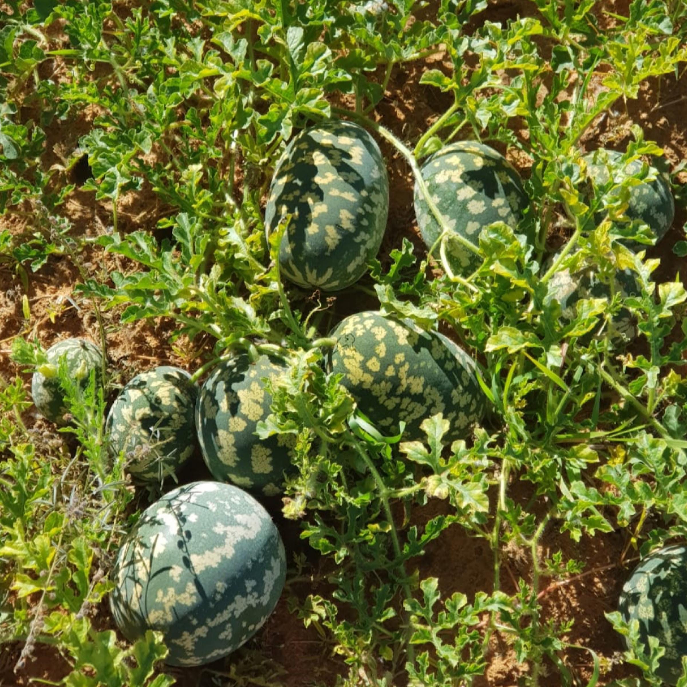Kalahari Melon Seed Oil, Organic, Cold Pressed, Unrefined, Natural