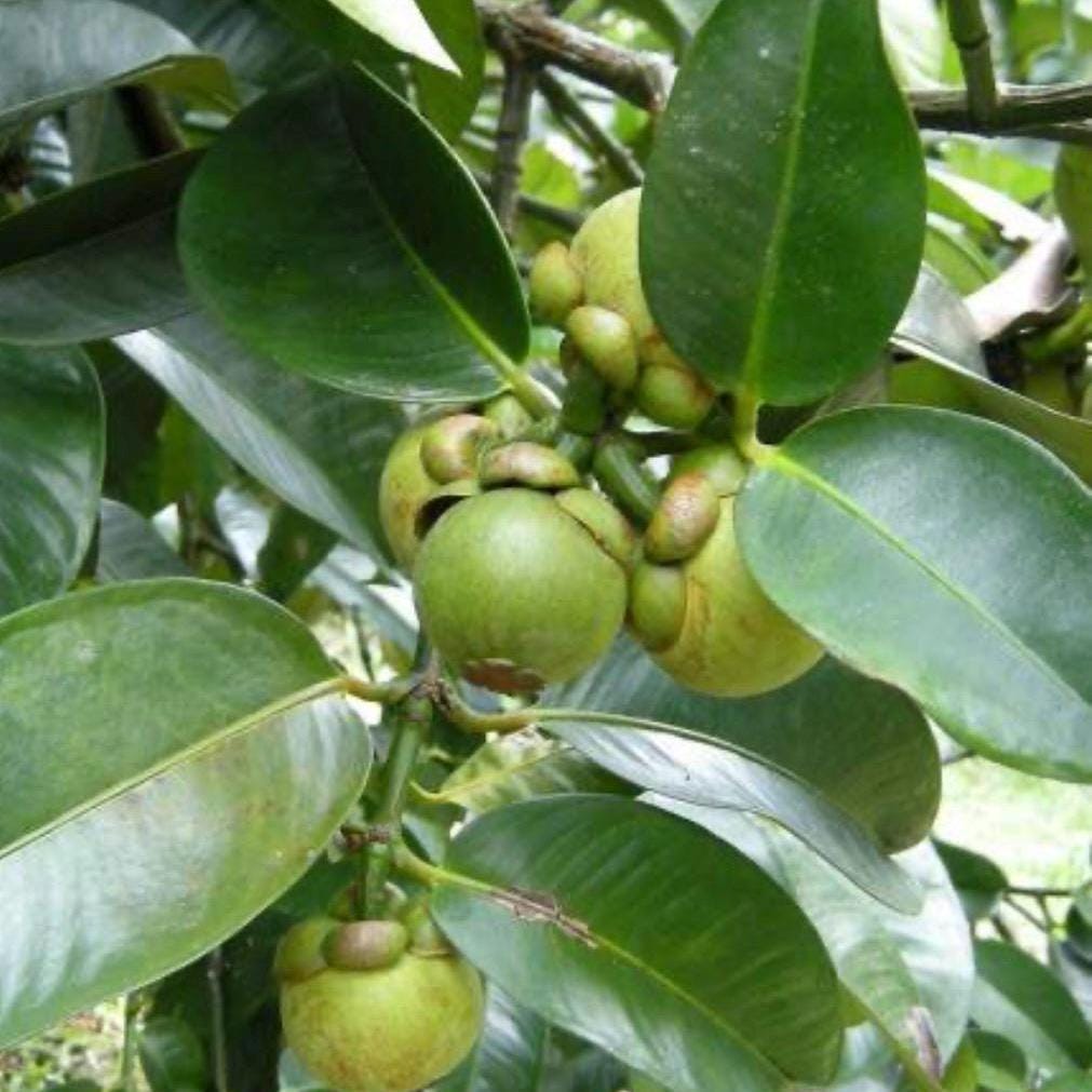 Mangosteen Seed Oil, Organic, Cold Pressed, Unrefined, Natural