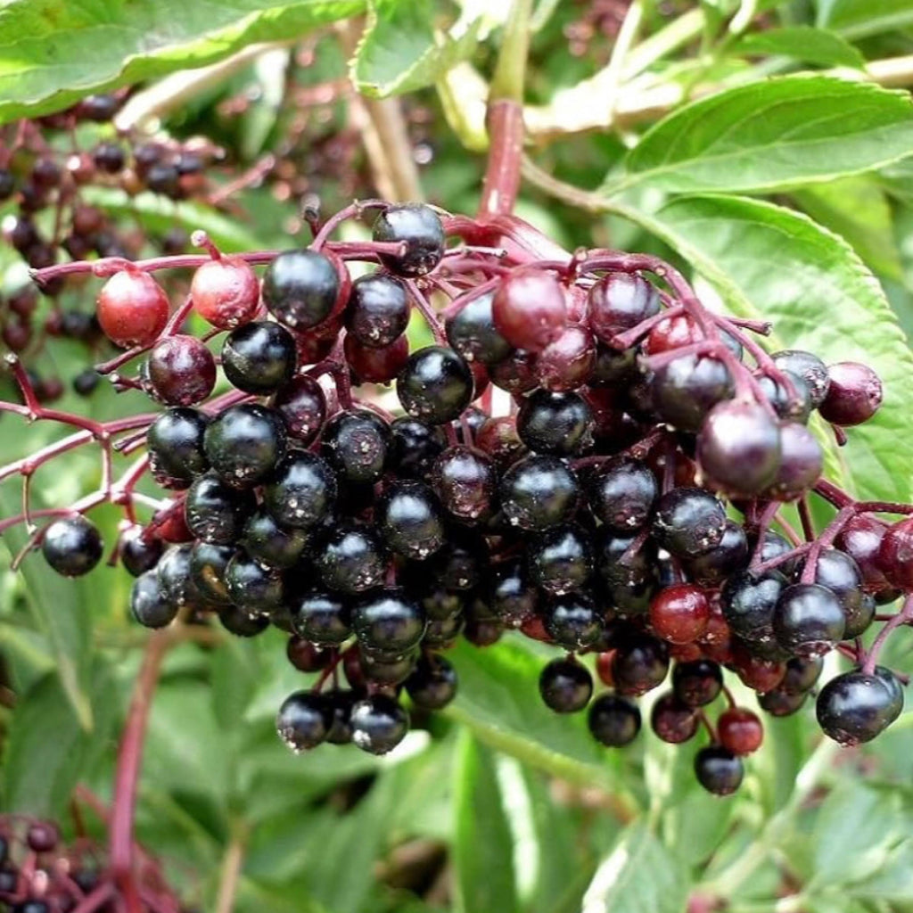 Elderberry Seed Oil, Organic, Cold Pressed, Unrefined, Natural