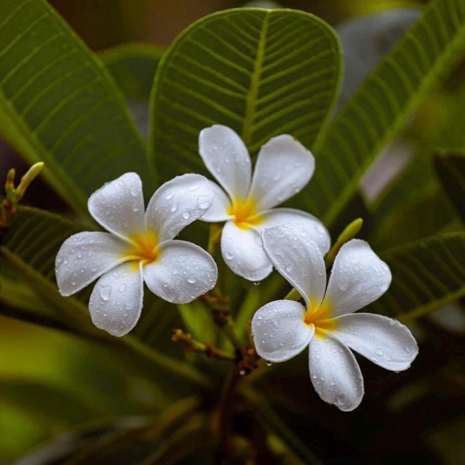 Frangipani Absolute, Organic, 100% Pure, Natural