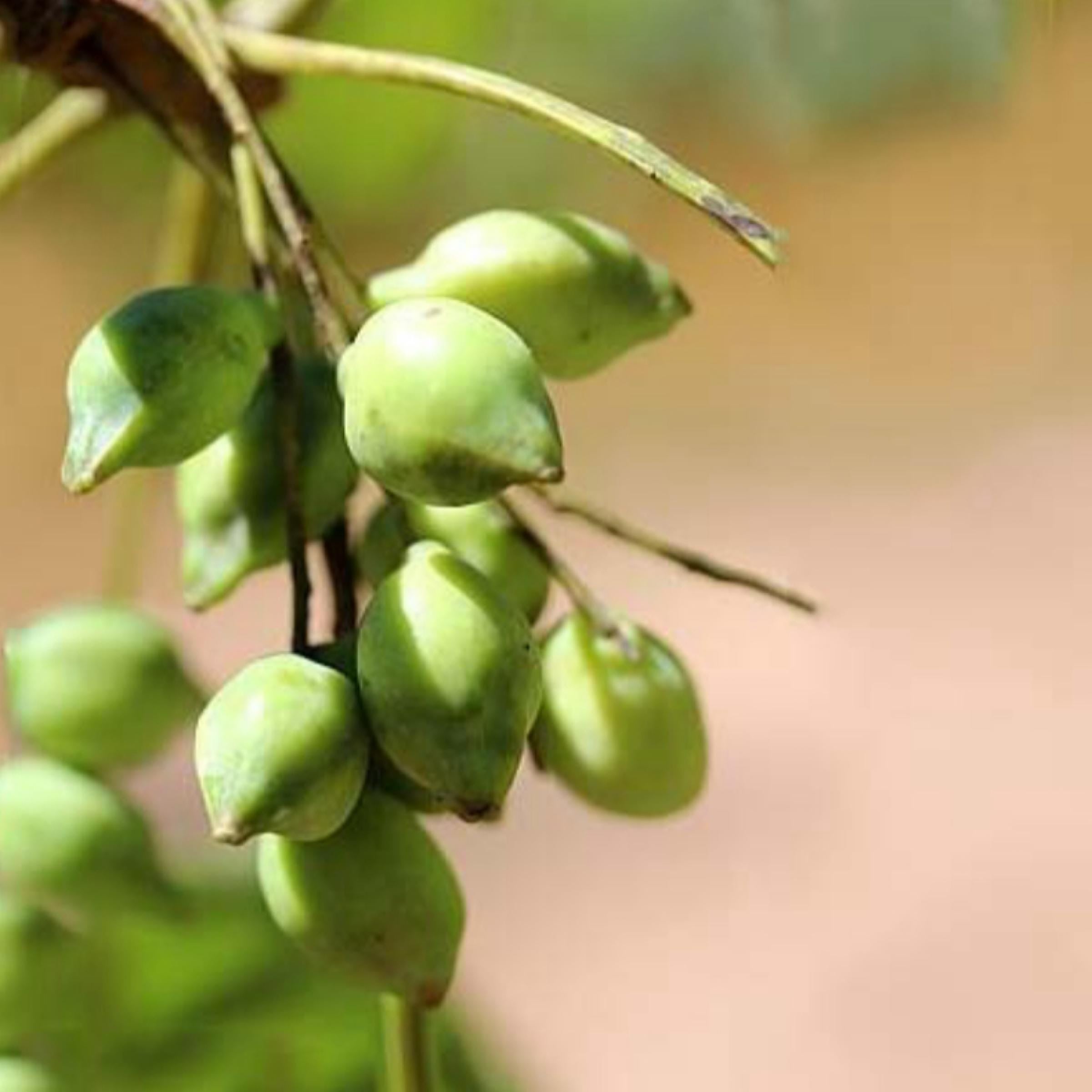 Kakadu Plum Seed Oil, Organic, Cold Pressed, Unrefined, Natural