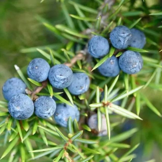Juniper Berry Essential Oil, Organic, 100% Pure, Natural