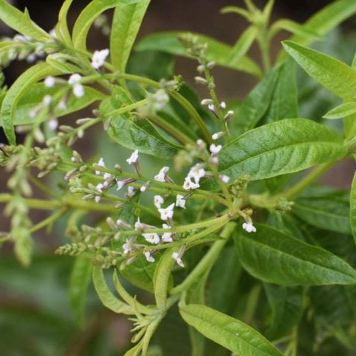 Lemon Verbena Hydrosol, Organic, Pure, Natural