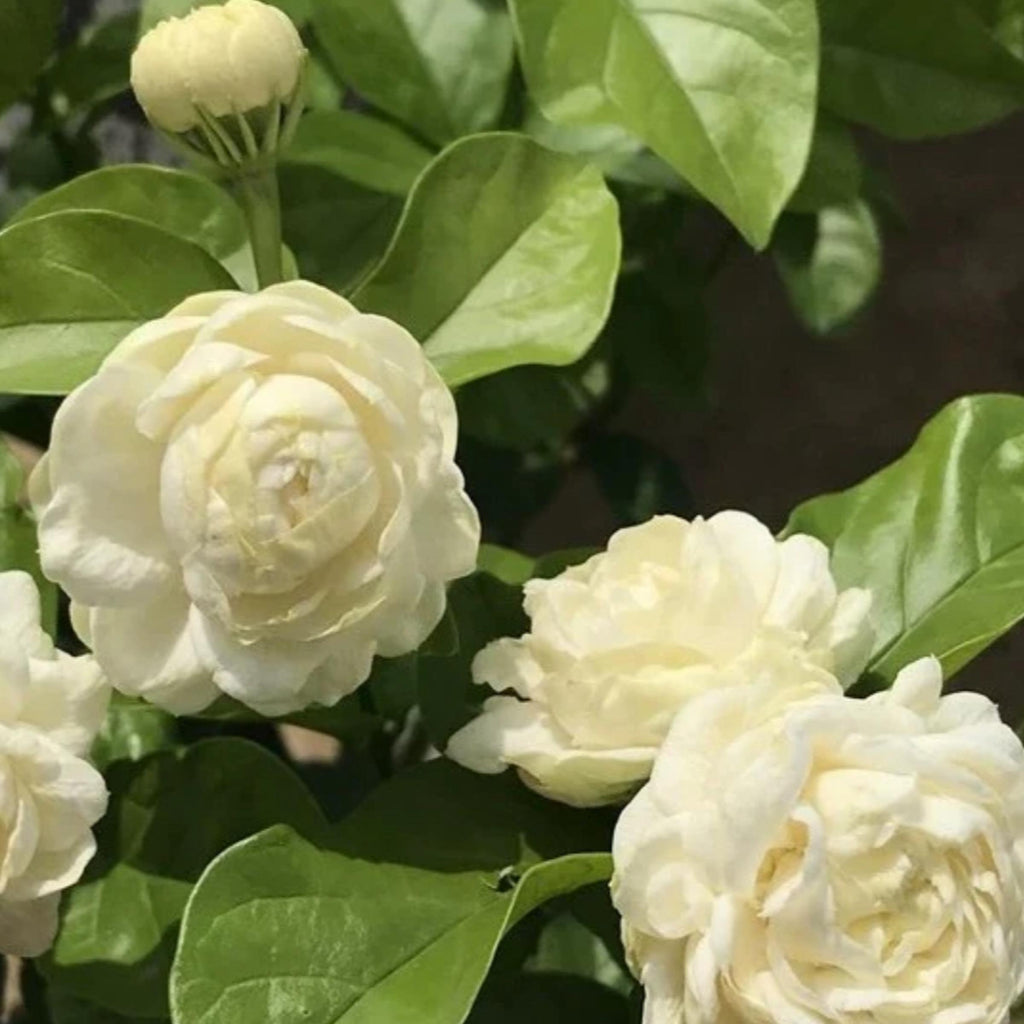 Jasmine Sambac Absolute, Organic, Pure, Natural