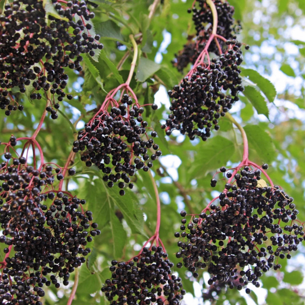 Elderberry Seed Oil, Organic, Cold Pressed, Unrefined, Natural