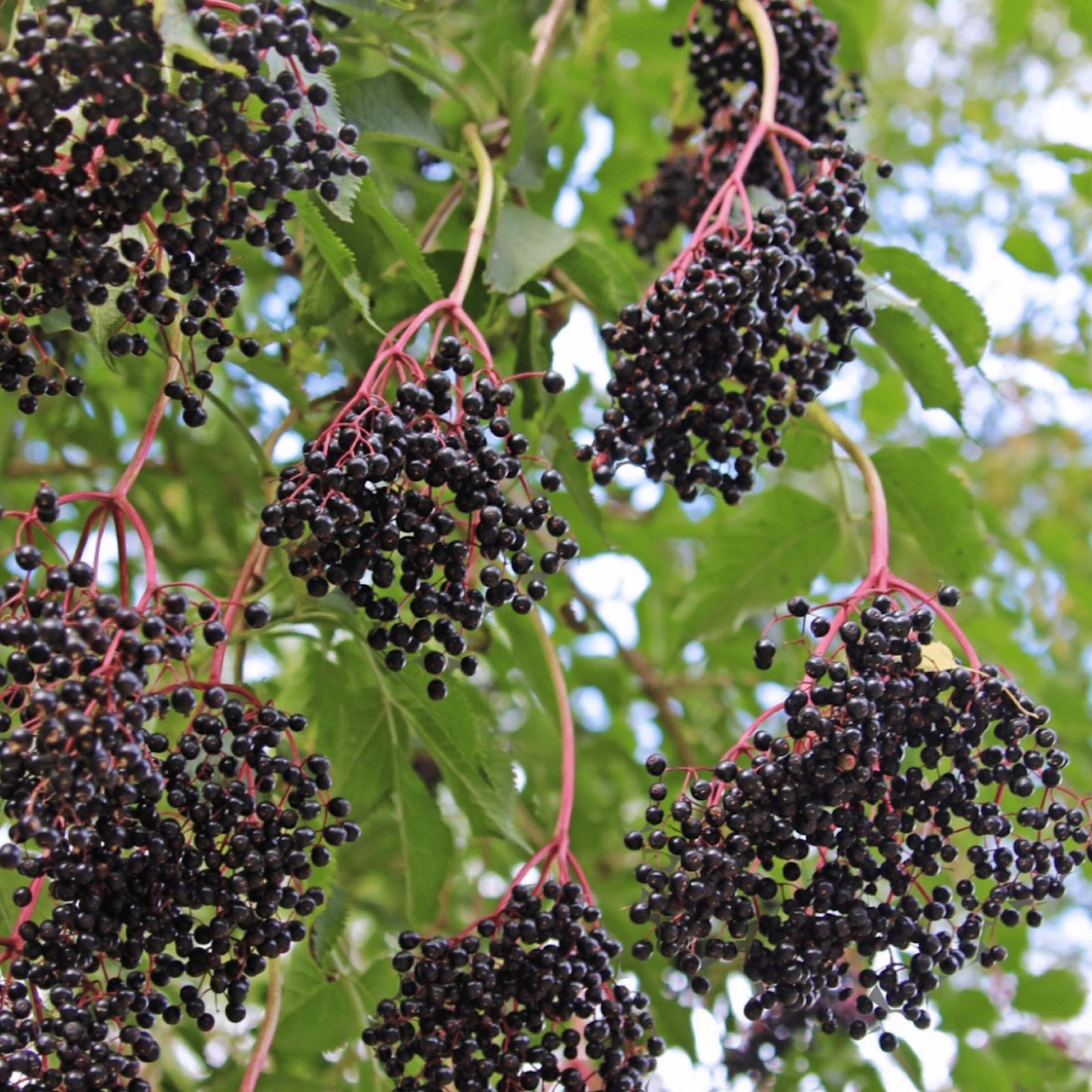 Elderberry Seed Oil, Organic, Cold Pressed, Unrefined, Natural