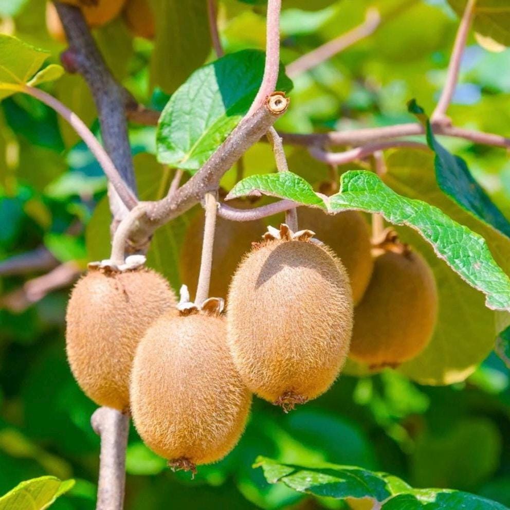 Kiwi Seed Oil, Organic, Cold Pressed, Unrefined, Natural