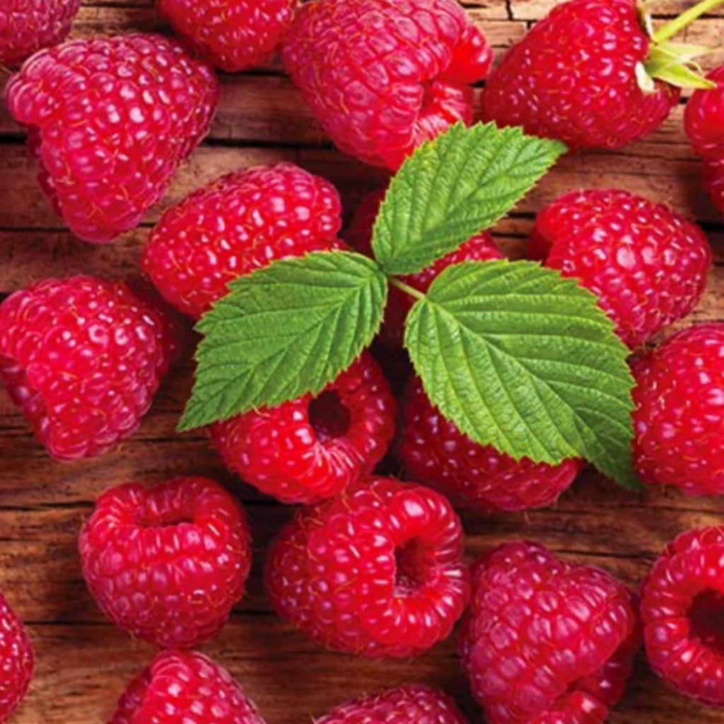 Red Raspberry Seed Oil, Organic, Cold Pressed, Unrefined, Natural
