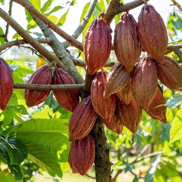 Cocoa Absolute Oil, Cacao Absolute, Organic, 100% Pure, Natural
