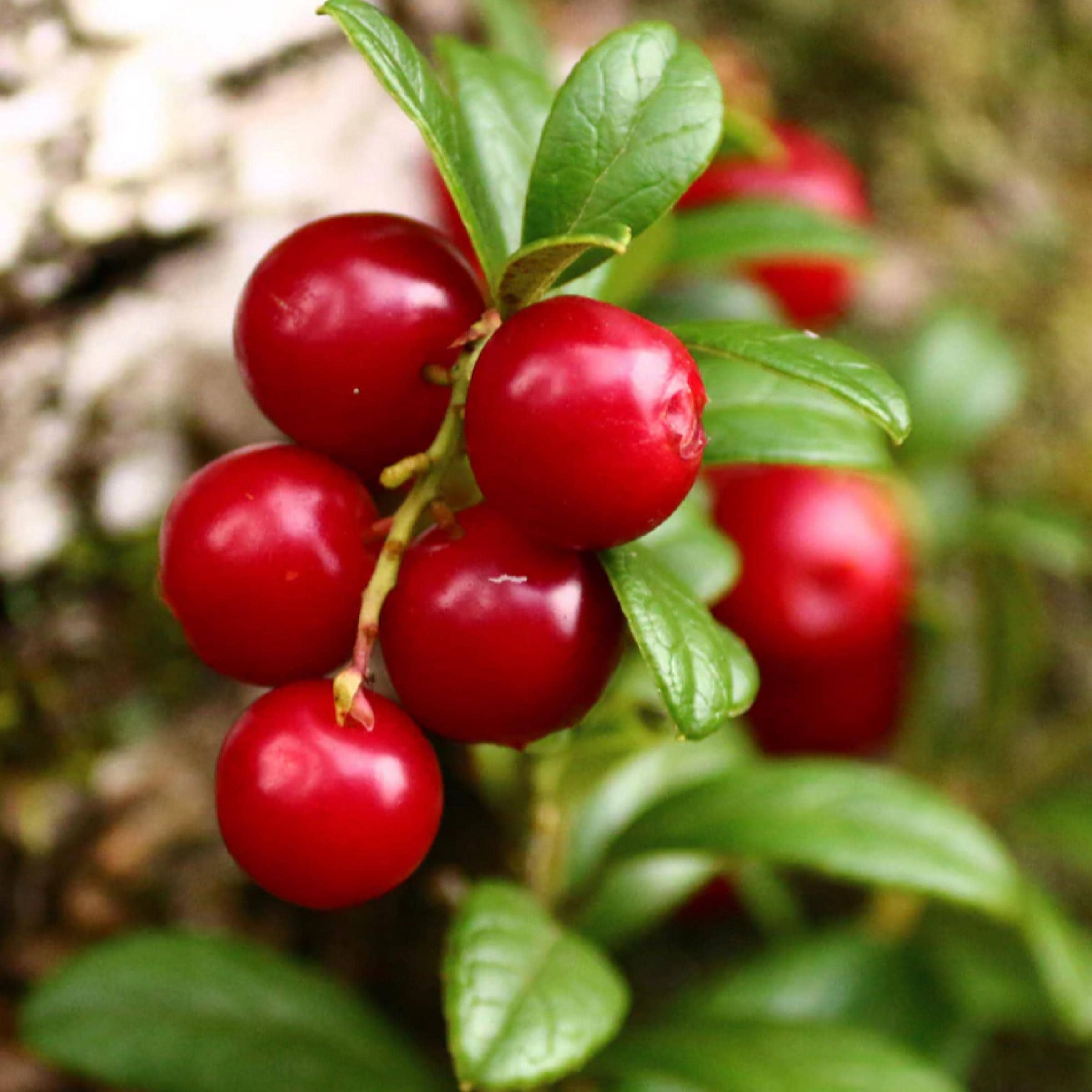 Cranberry Seed Oil, Organic, Cold Pressed, Unrefined, Natural