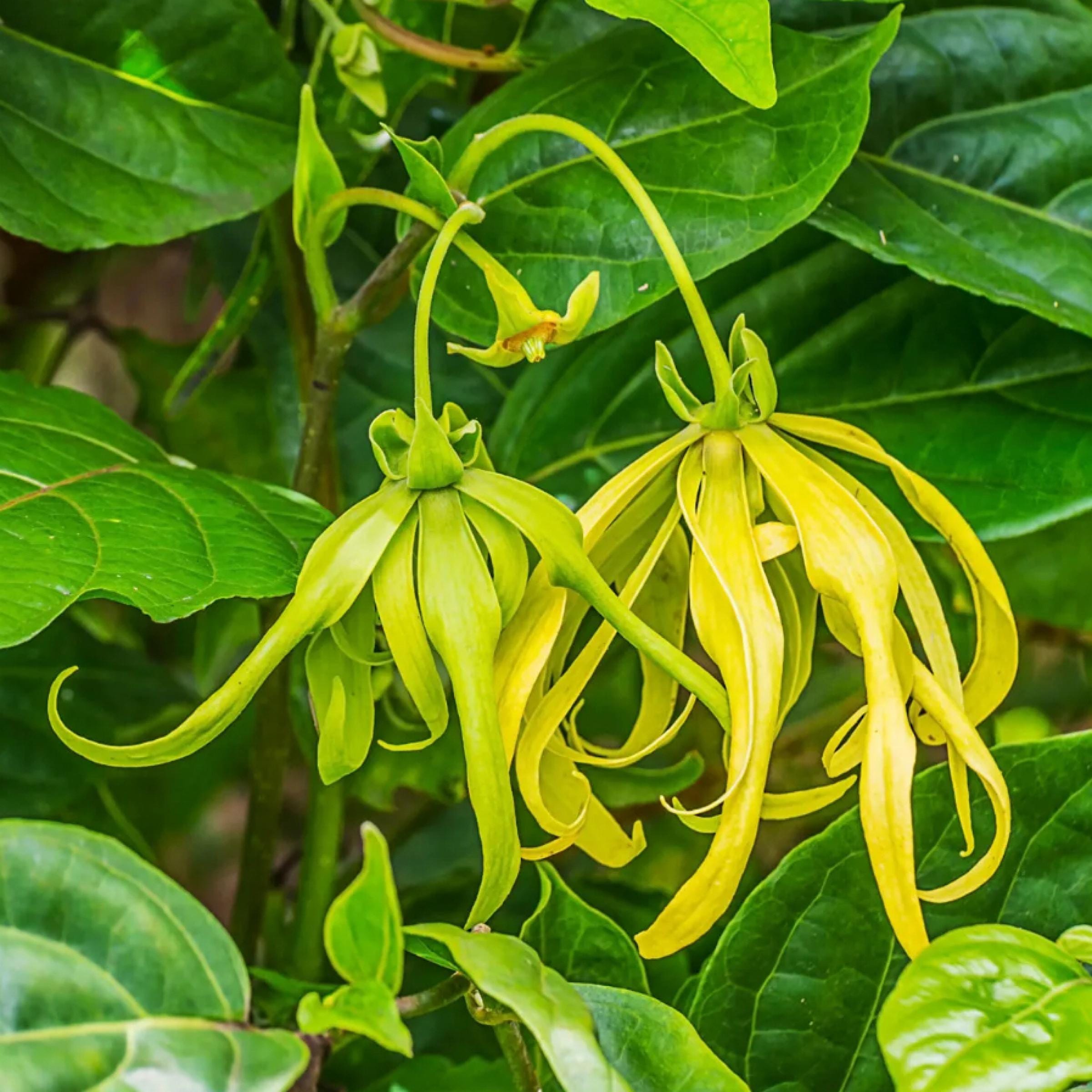 Ylang Ylang Essential Oil, Organic, 100% Pure, Natural