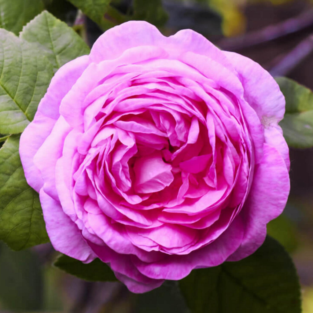 Rose Maroc Hydrosol, Organic, Pure, Natural