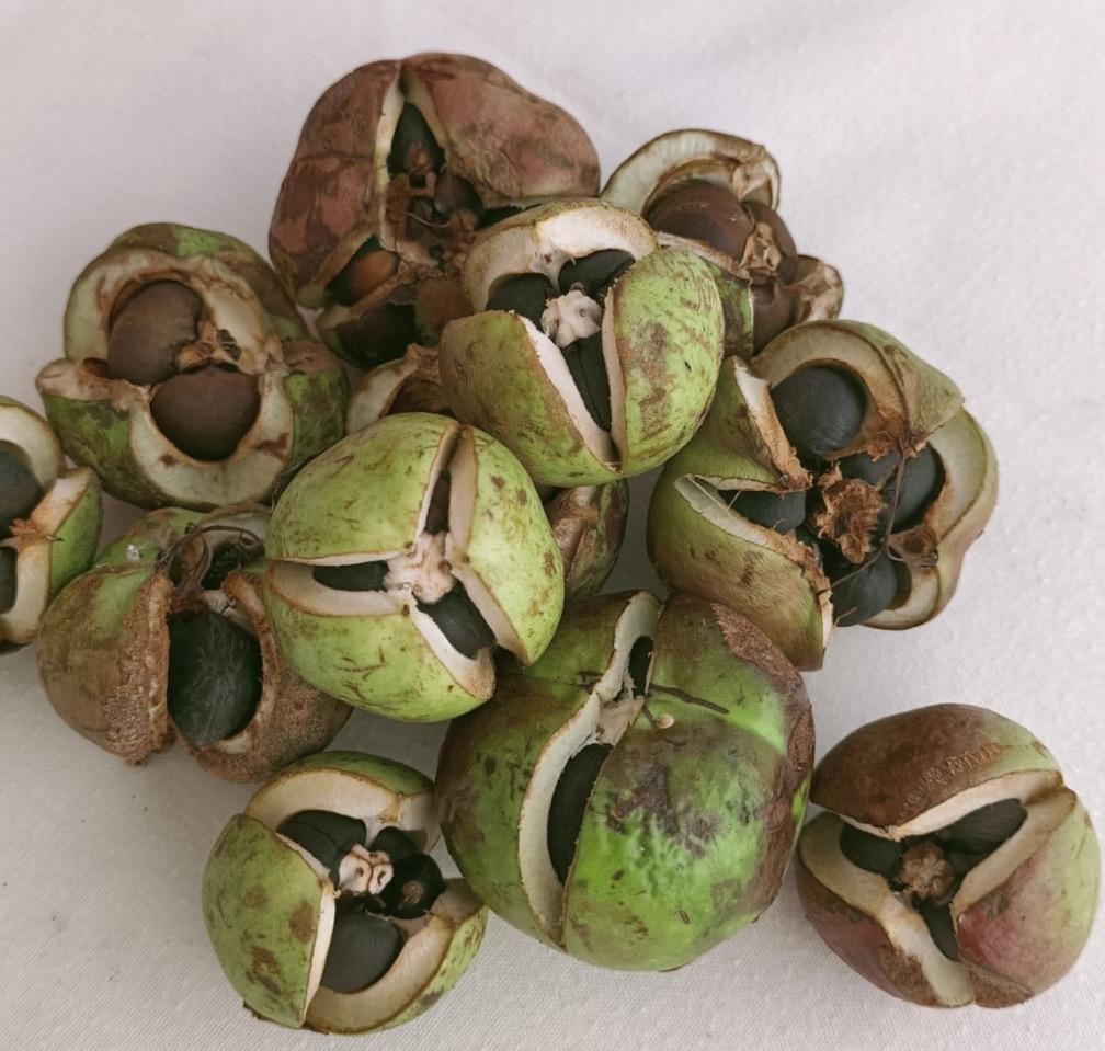 Tsubaki Oil, Organic, Cold Pressed, Unrefined, Natural