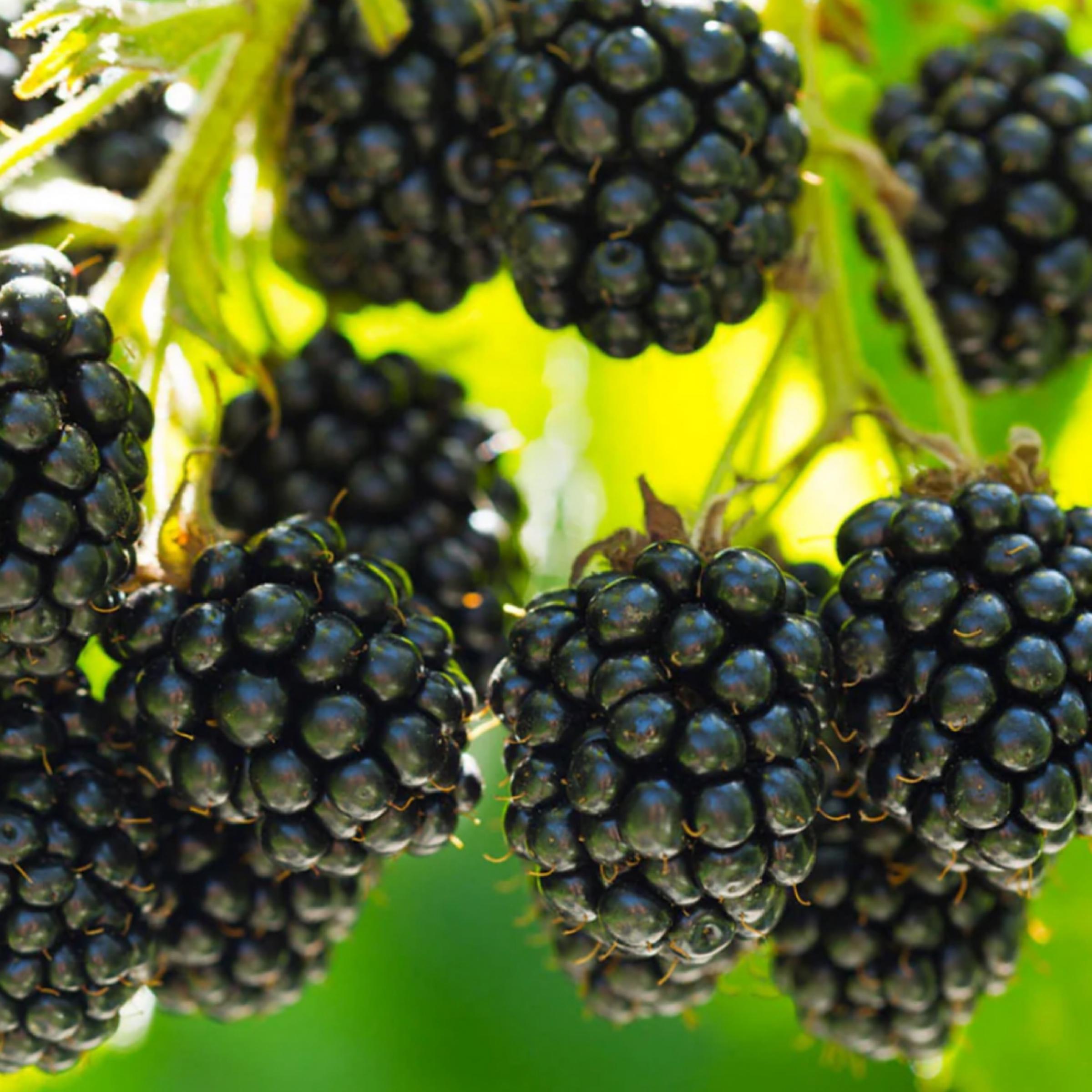 Blackberry Seed Oil, Organic, Cold Pressed, Unrefined, Natural