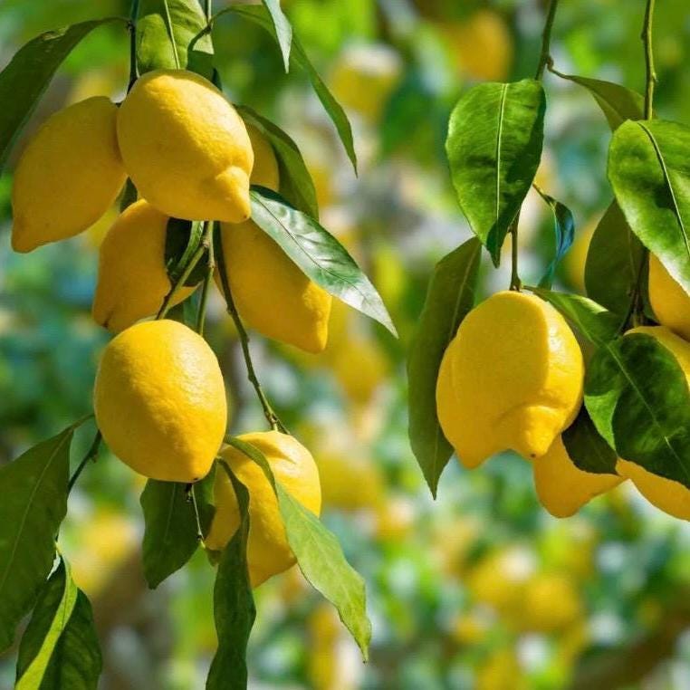Lemon Essential Oil, Organic, Pure, Natural