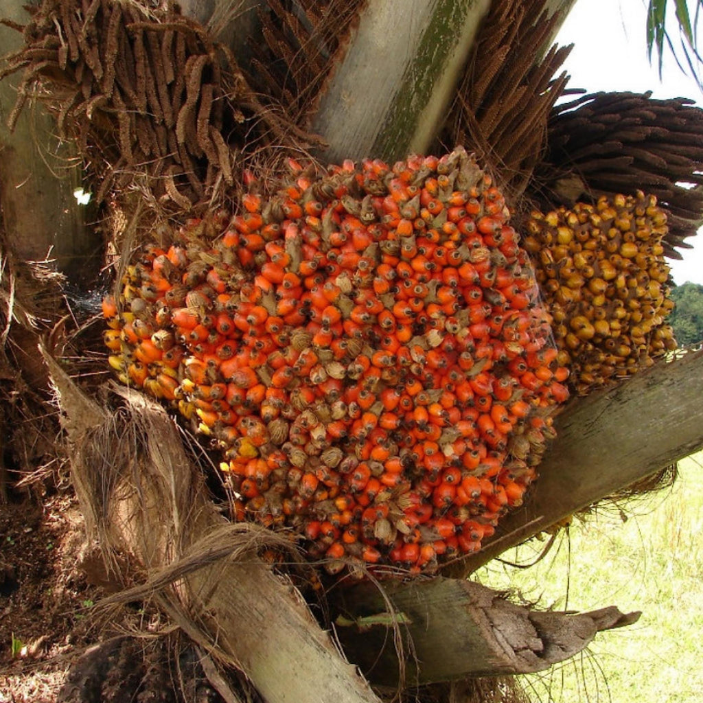 Batana Oil, Organic, Cold Pressed, Unrefined, Natural
