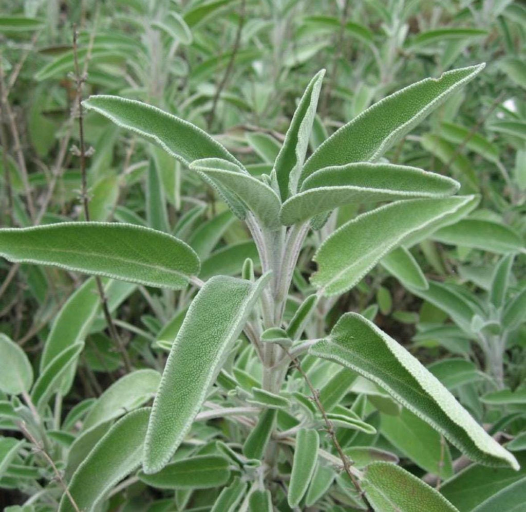 Sage Hydrosol, Organic, Pure, Natural