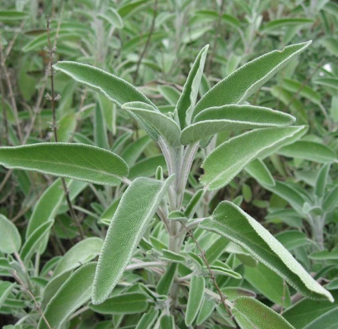 Sage Hydrosol, Organic, Pure, Natural
