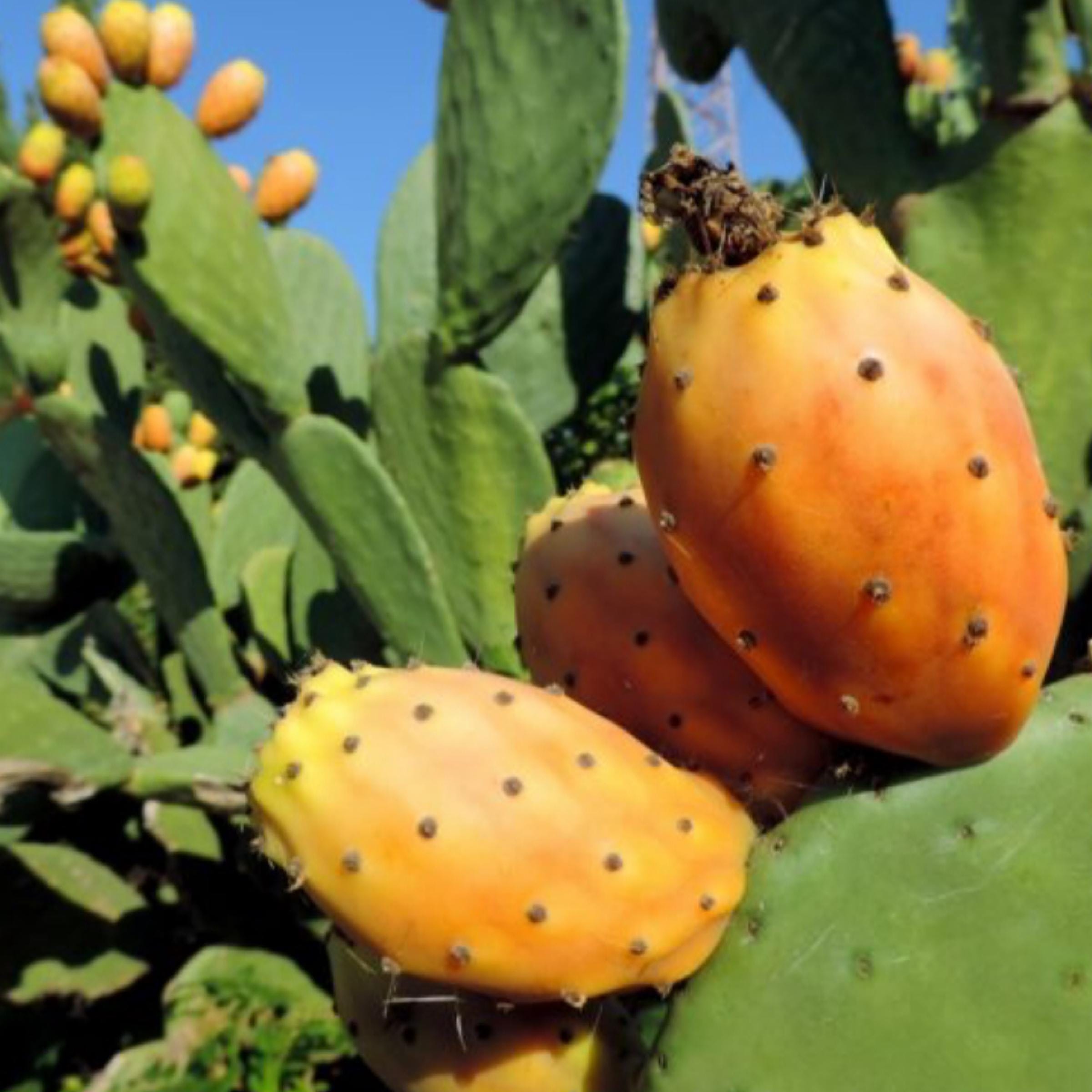 Prickly Pear Seed Oil, Organic, Cold Pressed, Unrefined, Natural