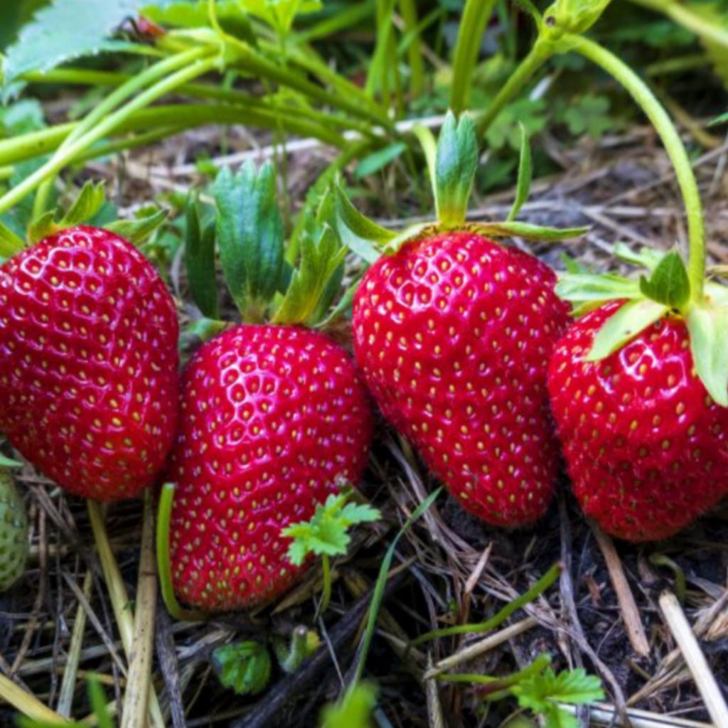 Strawberry Seed Oil, Organic, Cold Pressed, Unrefined, Natural