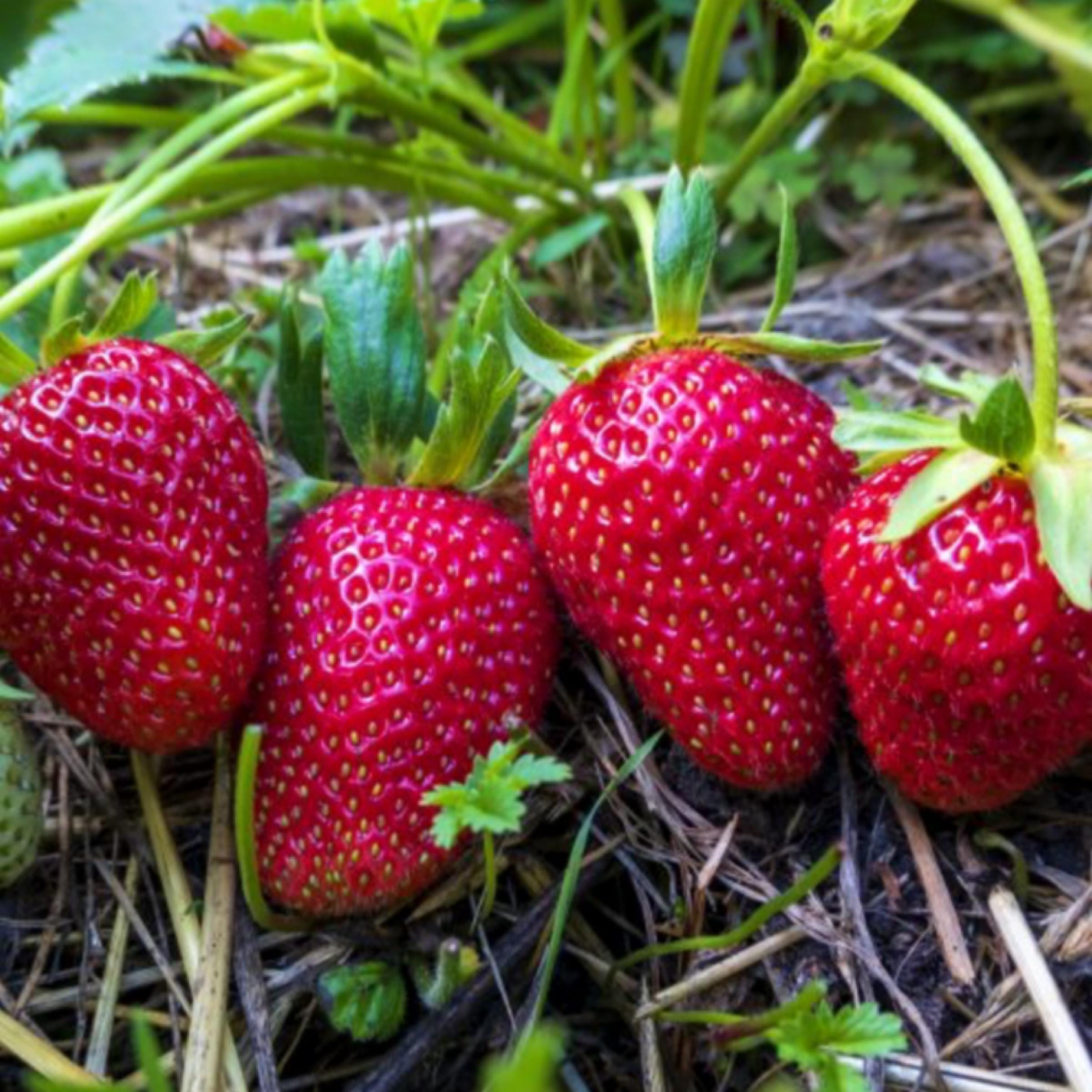Strawberry Seed Oil, Organic, Cold Pressed, Unrefined, Natural