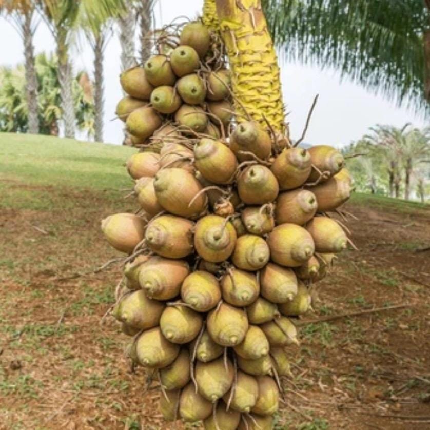 Babassu Seed Oil, Organic, Cold Pressed, Unrefined, Natural