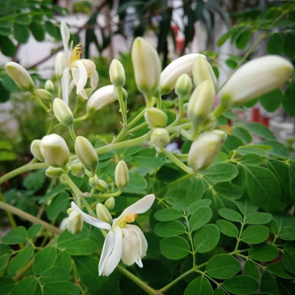 Moringa Seed Oil, Organic, Cold Pressed, Unrefined, Natural