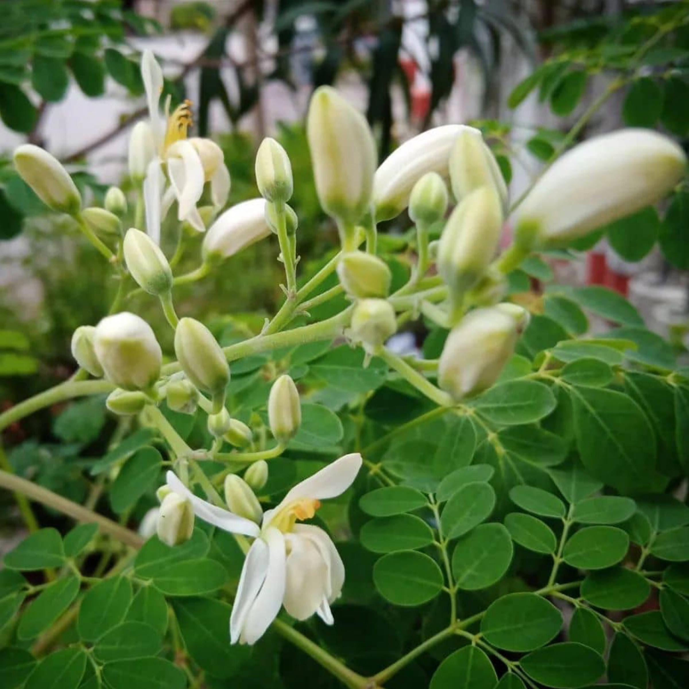 Moringa Seed Oil, Organic, Cold Pressed, Unrefined, Natural