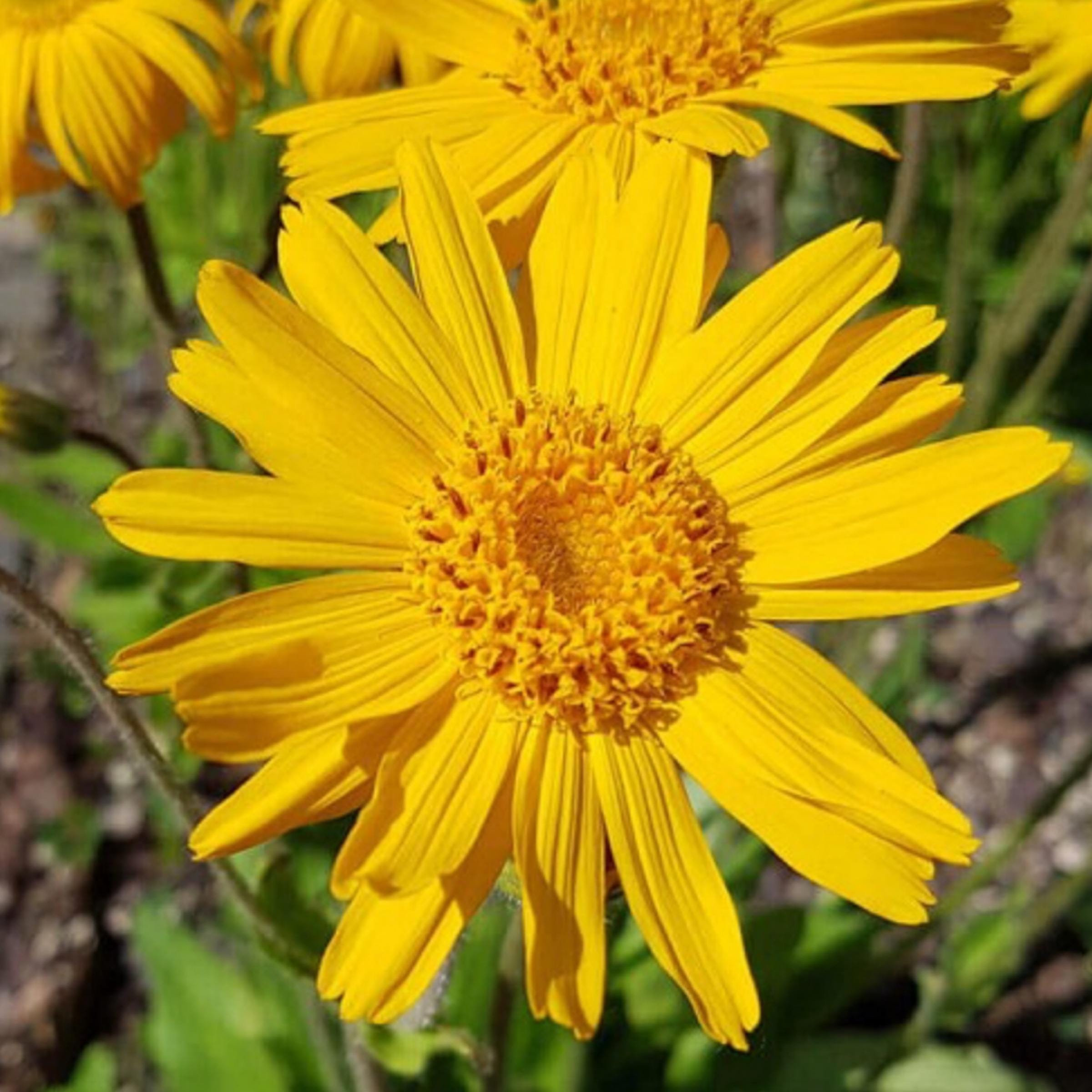 Arnica Montana Oil, Organic, Cold Pressed, Unrefined, Natural