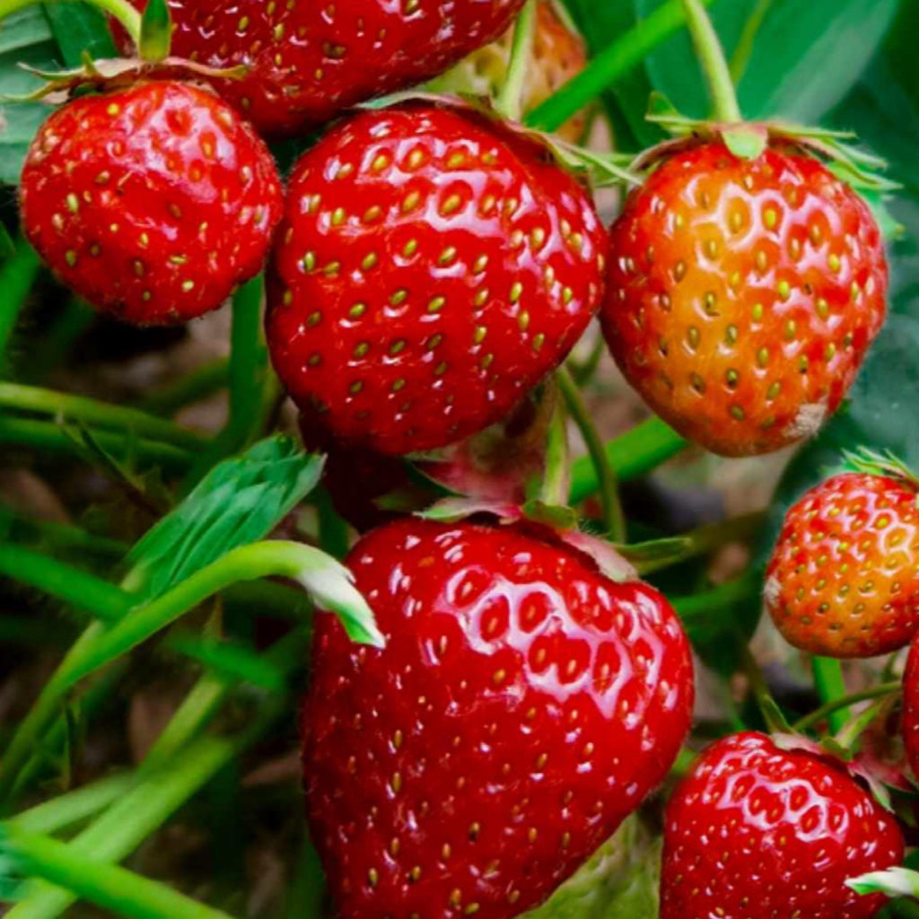 Strawberry Seed Oil, Organic, Cold Pressed, Unrefined, Natural