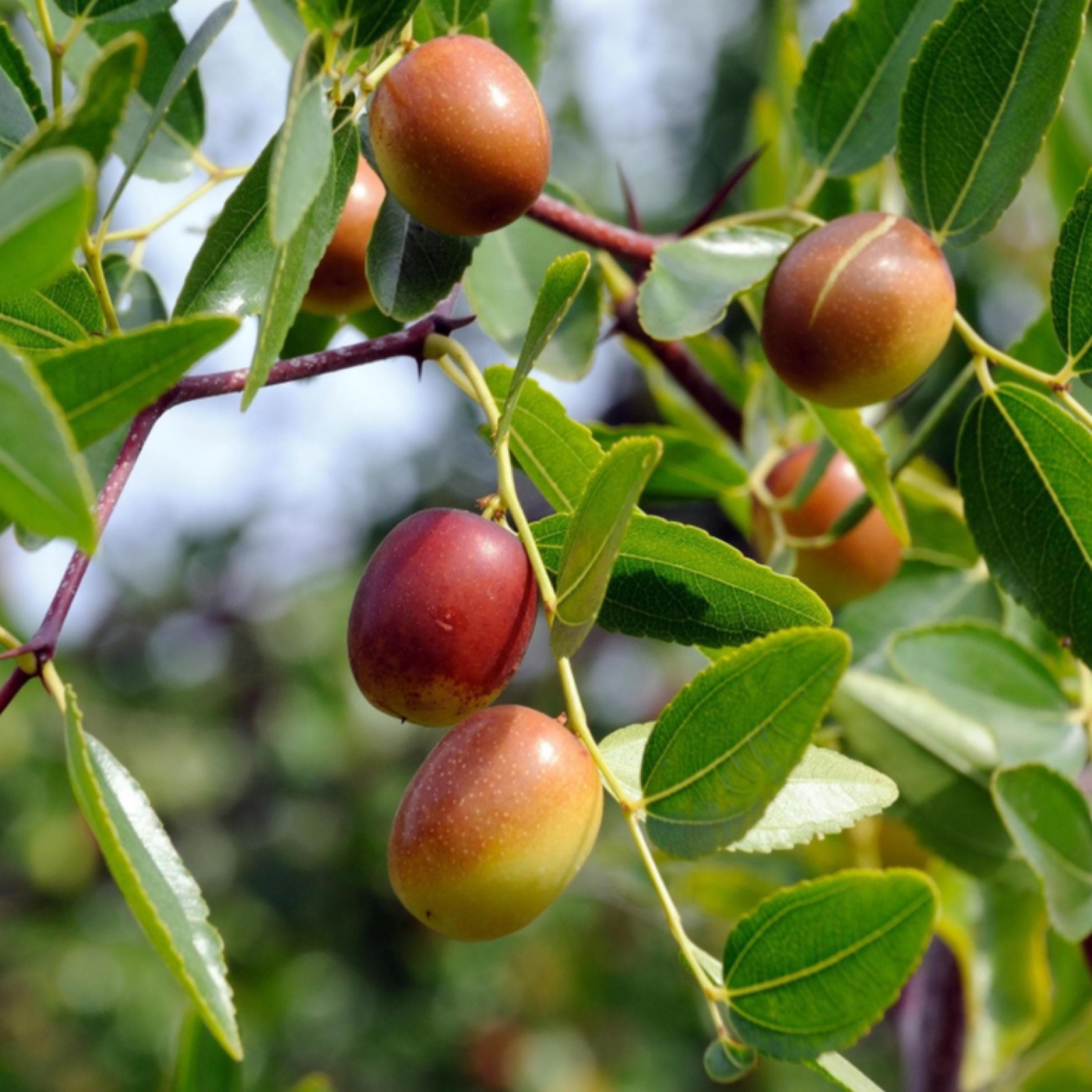 Jojoba Seed Oil, Organic, Cold Pressed, Unrefined, Natural