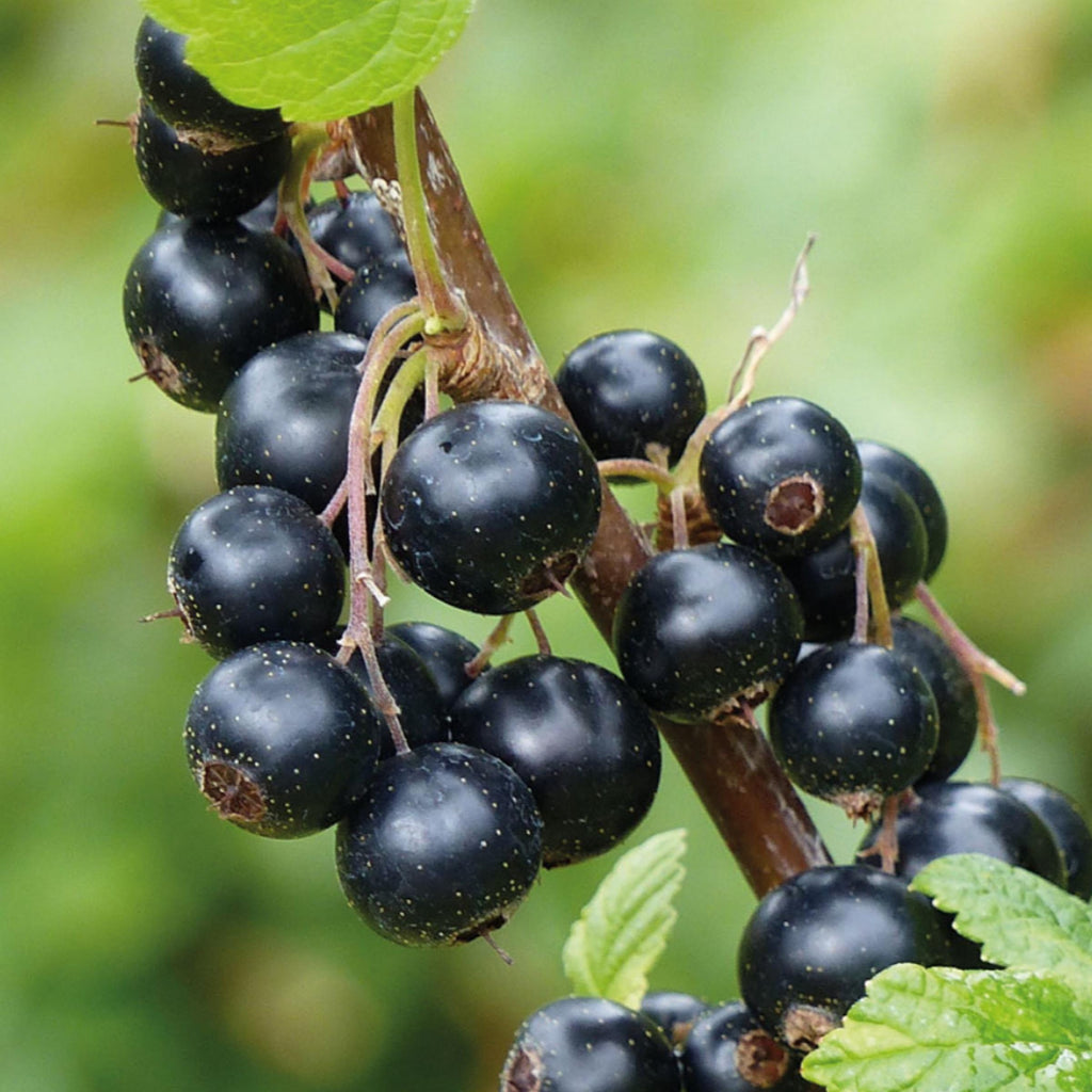 Blackcurrant Seed Oil, Organic, Cold Pressed, Unrefined, Natural