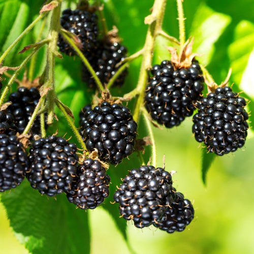 Blackberry Seed Oil, Organic, Cold Pressed, Unrefined, Natural