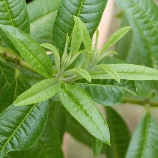 Lemon Verbena Hydrosol, Organic, Pure, Natural