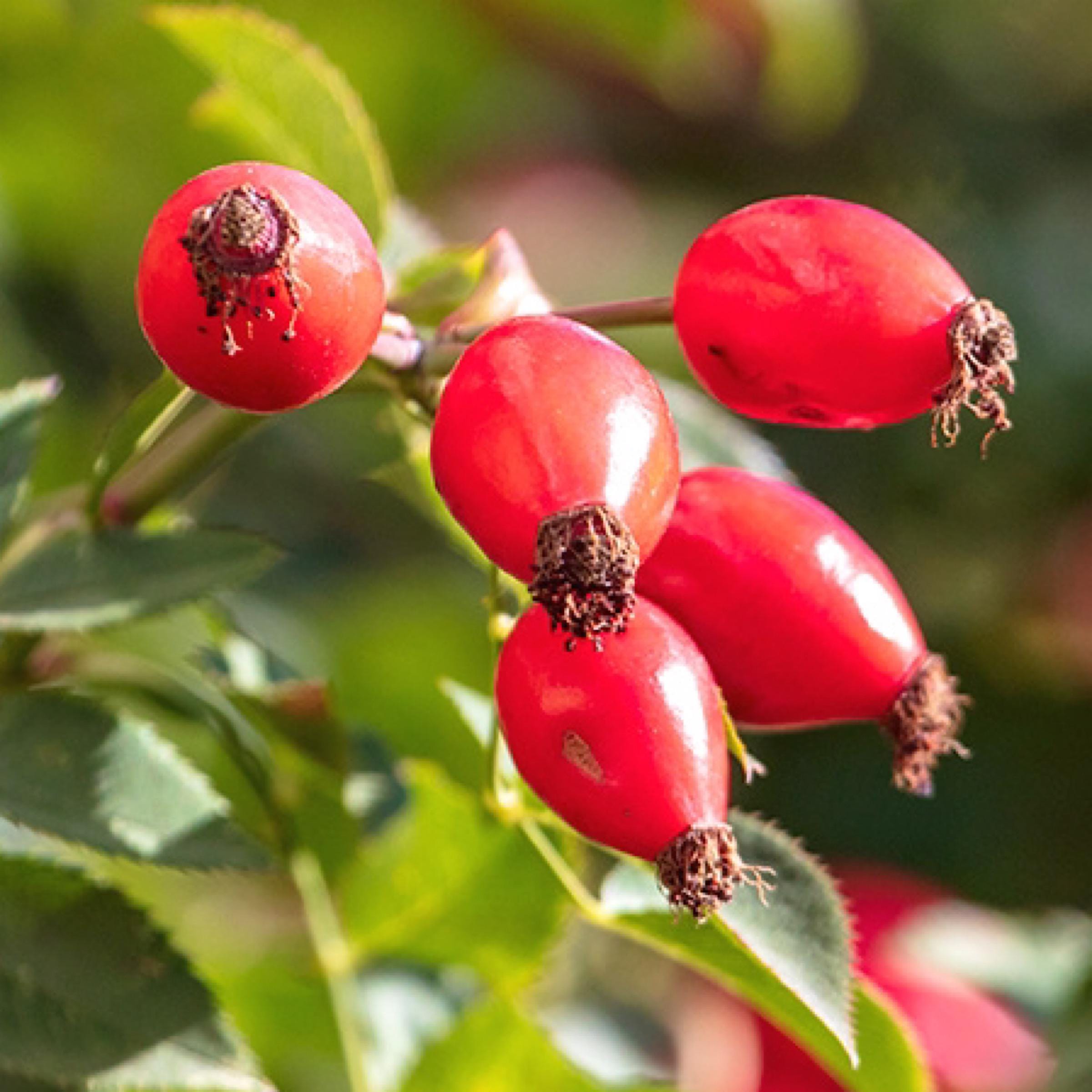 Rosehip Seed Oil, Organic, Cold Pressed, Unrefined, Natural