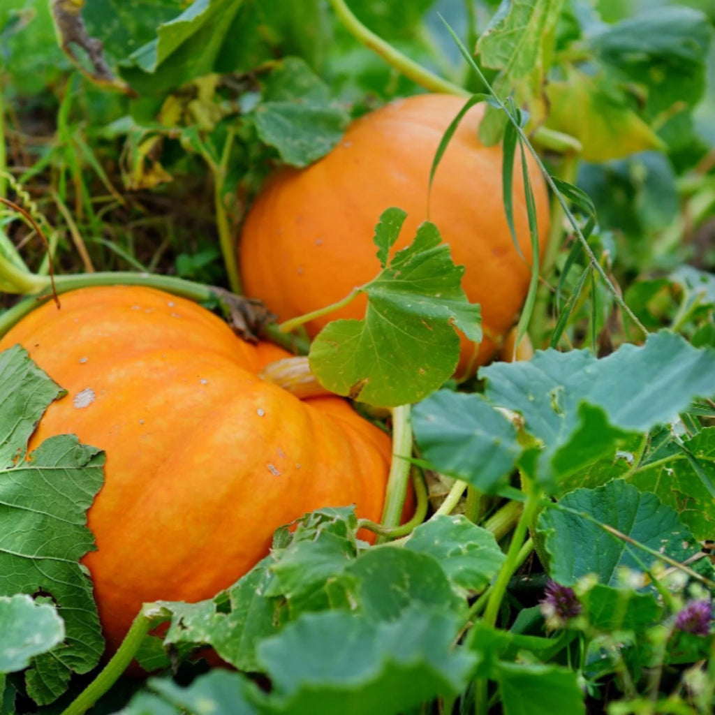 Pumpkin Seed Oil, Organic, Cold Pressed, Unrefined, Natural