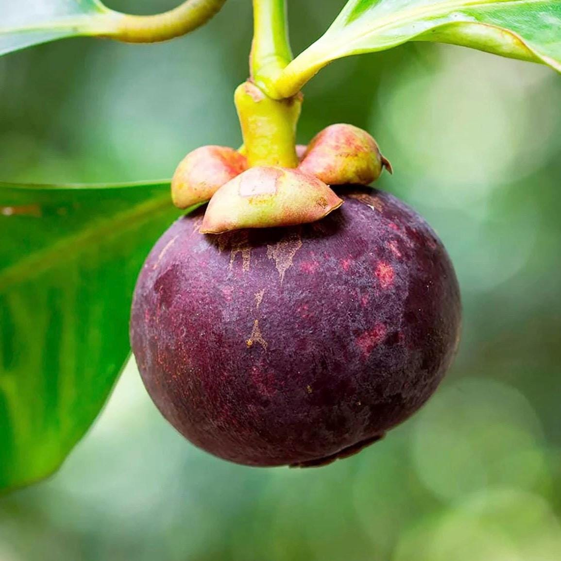 Mangosteen Seed Oil, Organic, Cold Pressed, Unrefined, Natural