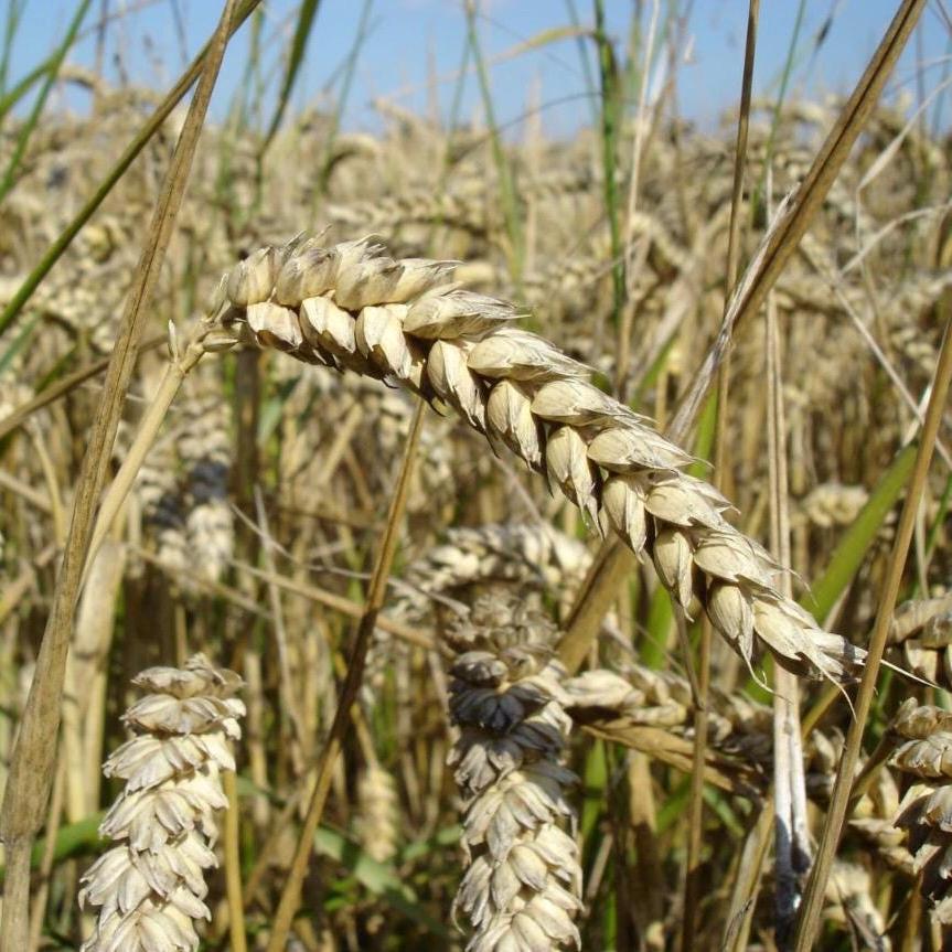 Wheat Germ Oil, Organic, Cold Pressed, Unrefined, Natural