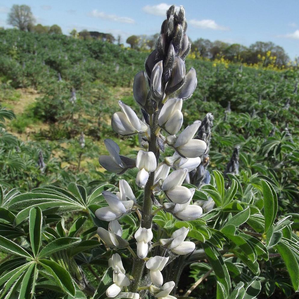 Lupine Seed Oil, Organic, Cold Pressed, Unrefined, Natural