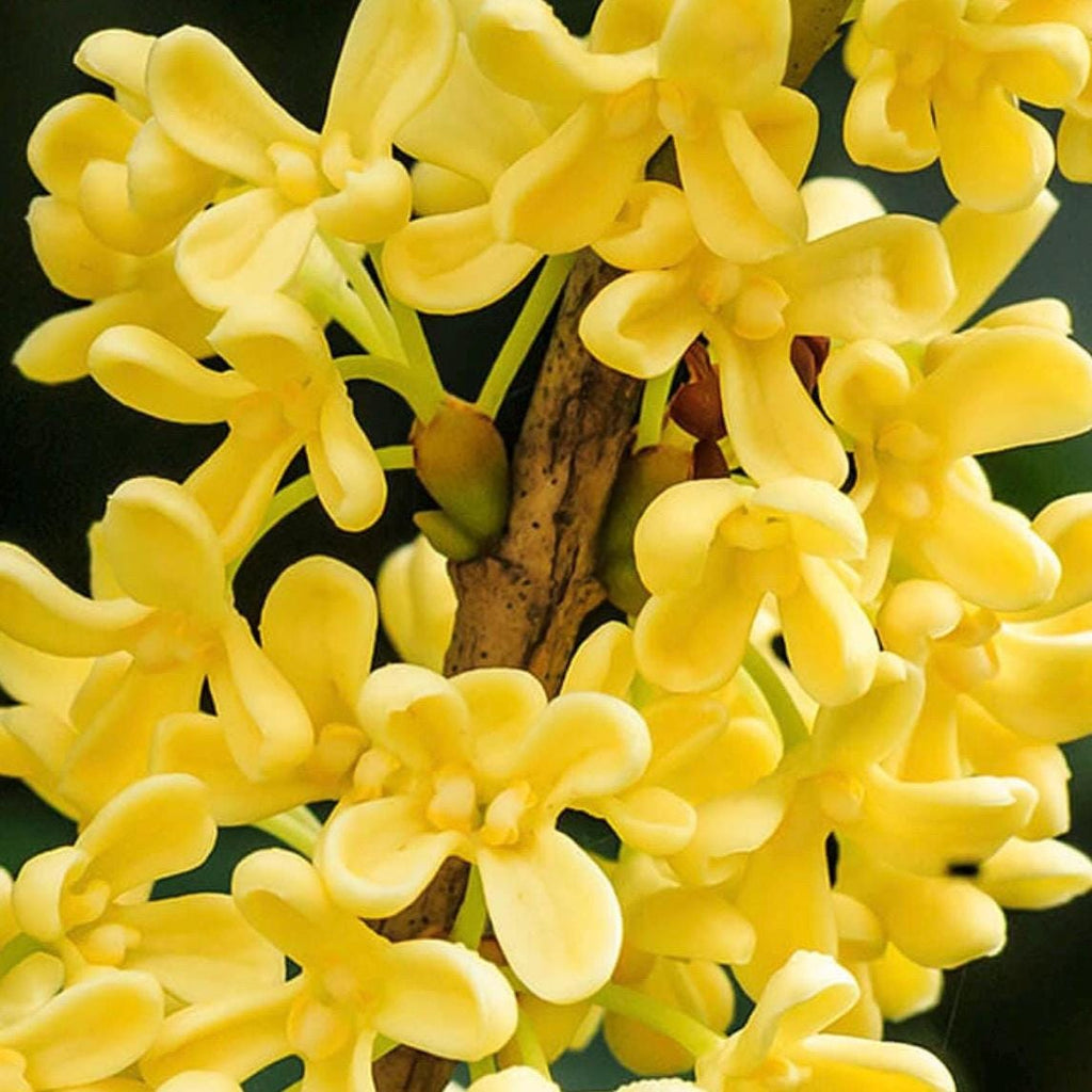 Osmanthus Absolute Oil, Organic, 100% Pure, Natural