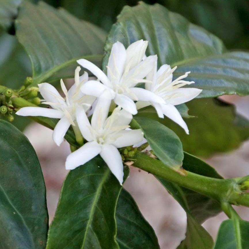 Coffee Blossom Absolute, Organic, 100% Pure, Natural