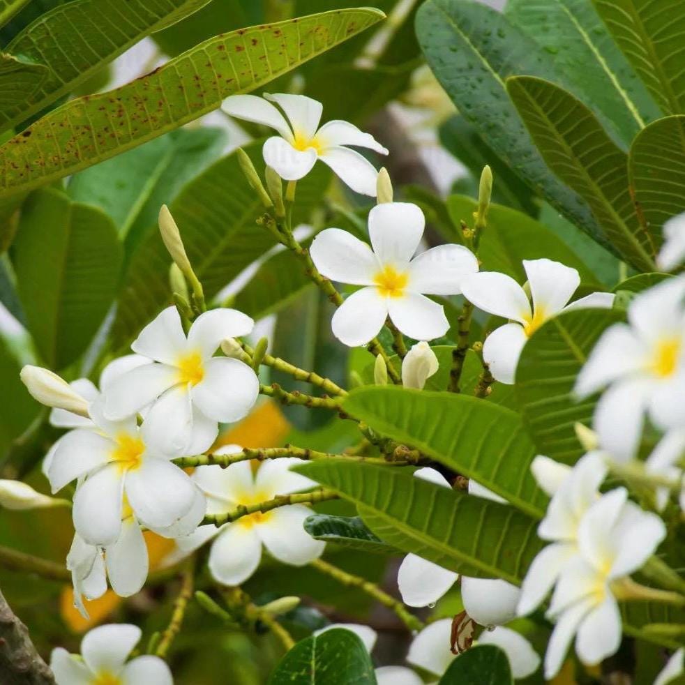 Frangipani Absolute, Organic, 100% Pure, Natural