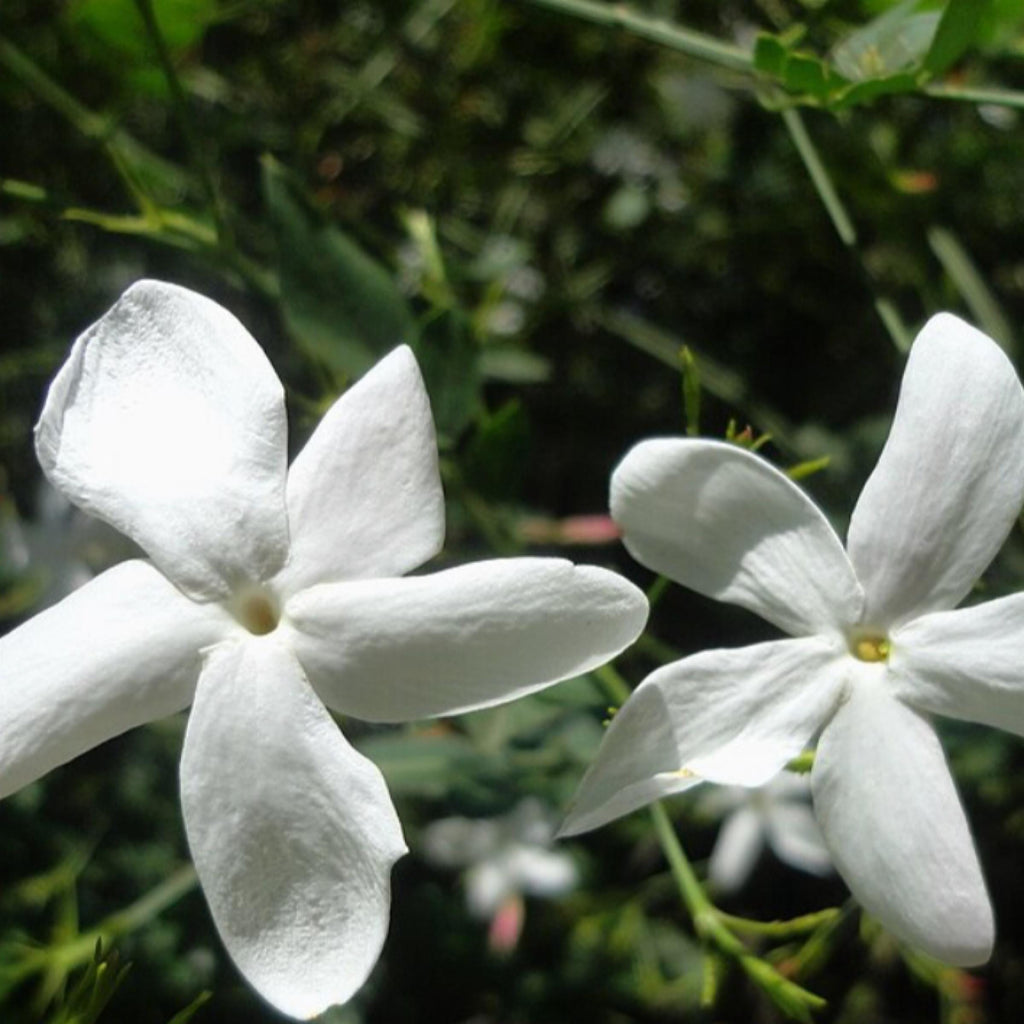 Jasmine Grandiflorum Absolute, Organic, Pure, Natural