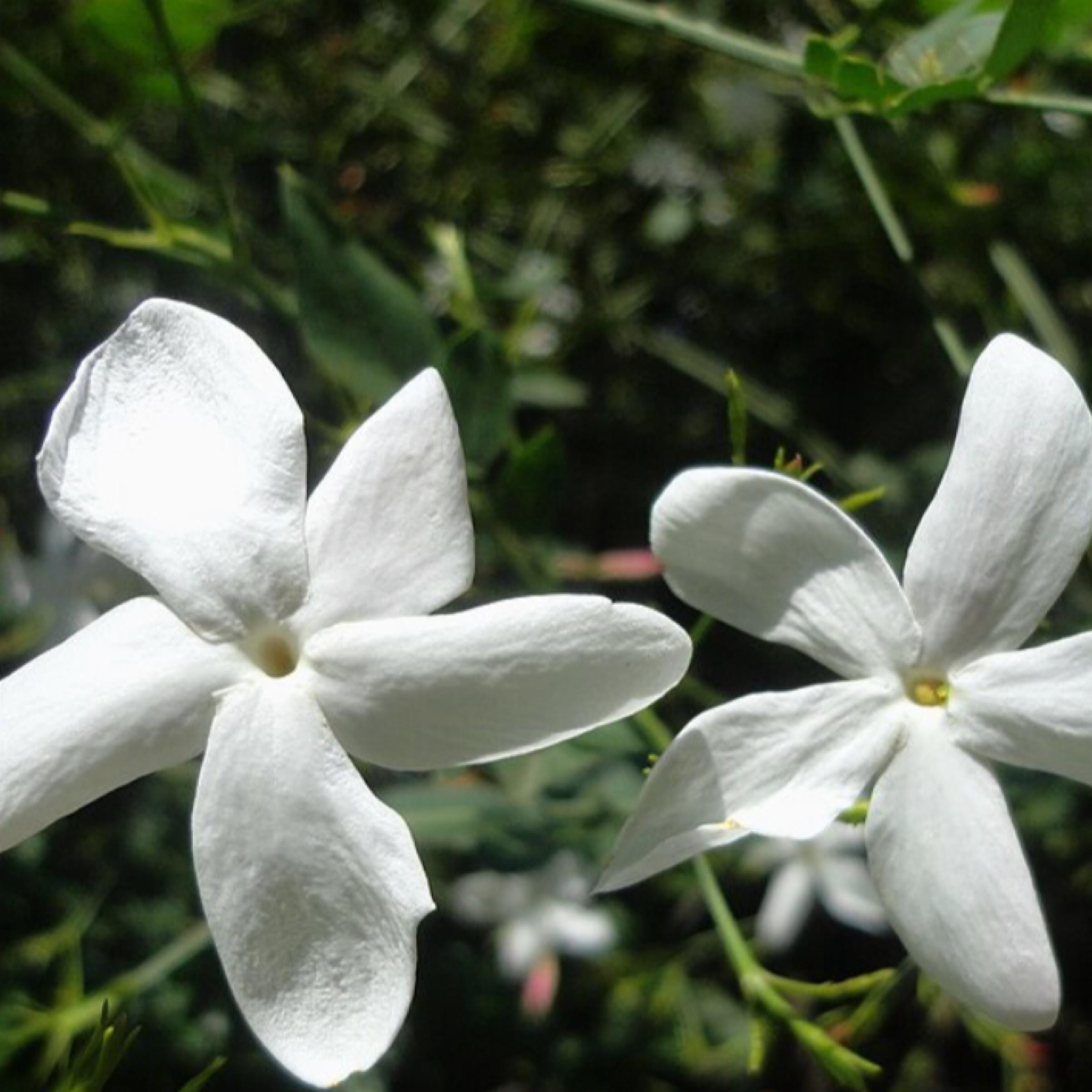 Jasmine Grandiflorum Absolute, Organic, Pure, Natural