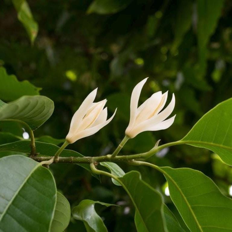 White Champaca Essential Oil, Organic, 100% Pure, Natural