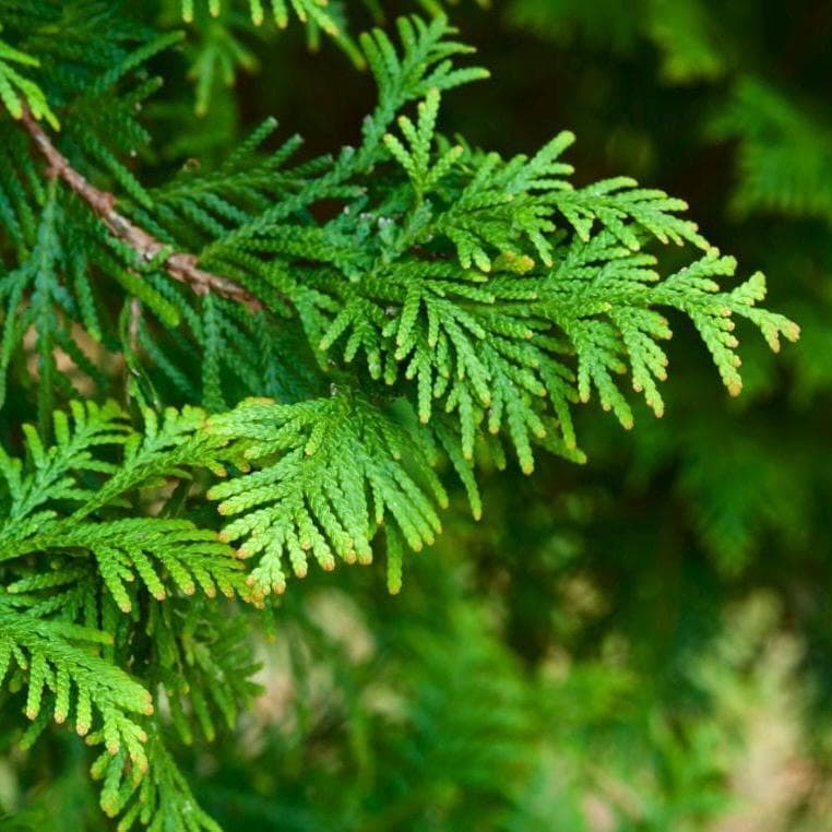 Hinoki Wood Essential Oil, Japanese Cypress, Organic, 100% Pure, Natural